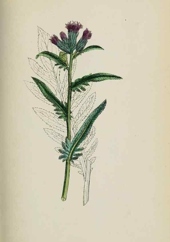 Reproducción/Reproduction 48717412723: English botany, or, Coloured figures of British plants /. London :R. Hardwicke,1863-1886.. 
