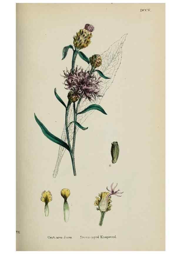Reproducción/Reproduction 48717921357: English botany, or, Coloured figures of British plants /. London :R. Hardwicke,1863-1886.. 