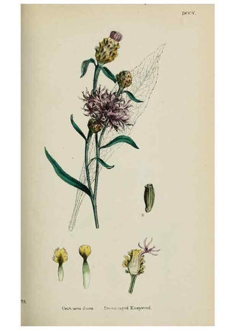Reproducción/Reproduction 48717921357: English botany, or, Coloured figures of British plants /. London :R. Hardwicke,1863-1886.. 
