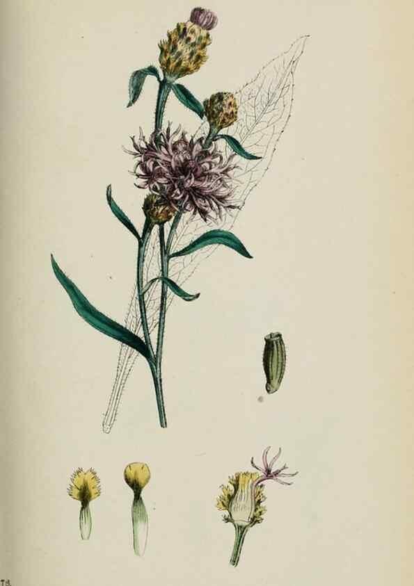 Reproducción/Reproduction 48717921357: English botany, or, Coloured figures of British plants /. London :R. Hardwicke,1863-1886.. 