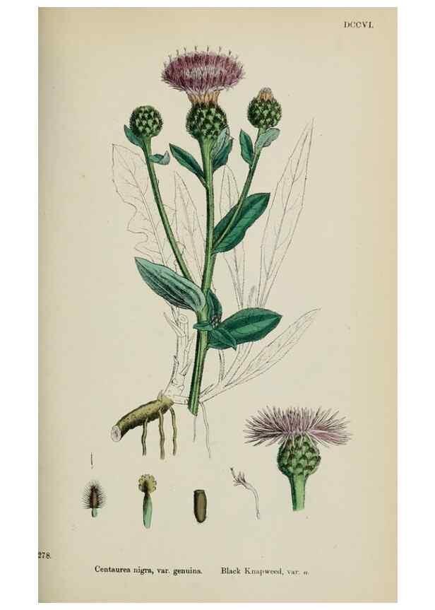 Reproducción/Reproduction 48717750521: English botany, or, Coloured figures of British plants /. London :R. Hardwicke,1863-1886.. 