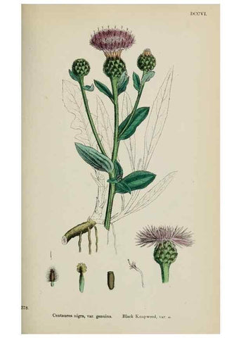 Reproducción/Reproduction 48717750521: English botany, or, Coloured figures of British plants /. London :R. Hardwicke,1863-1886.. 