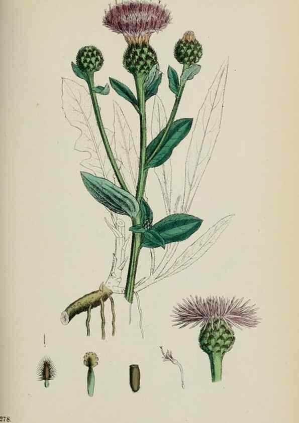 Reproducción/Reproduction 48717750521: English botany, or, Coloured figures of British plants /. London :R. Hardwicke,1863-1886.. 