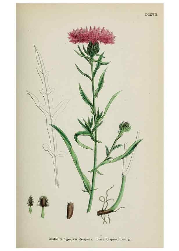Reproducción/Reproduction 48717750851: English botany, or, Coloured figures of British plants /. London :R. Hardwicke,1863-1886.. 