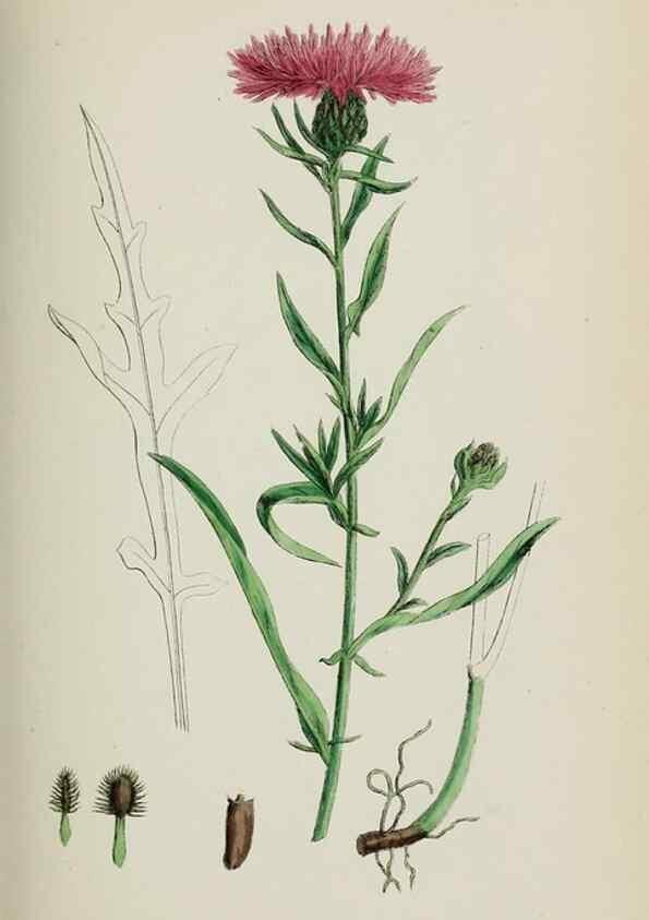 Reproducción/Reproduction 48717750851: English botany, or, Coloured figures of British plants /. London :R. Hardwicke,1863-1886.. 