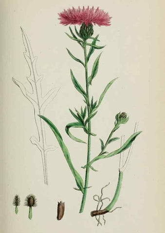 Reproducción/Reproduction 48717750851: English botany, or, Coloured figures of British plants /. London :R. Hardwicke,1863-1886.. 