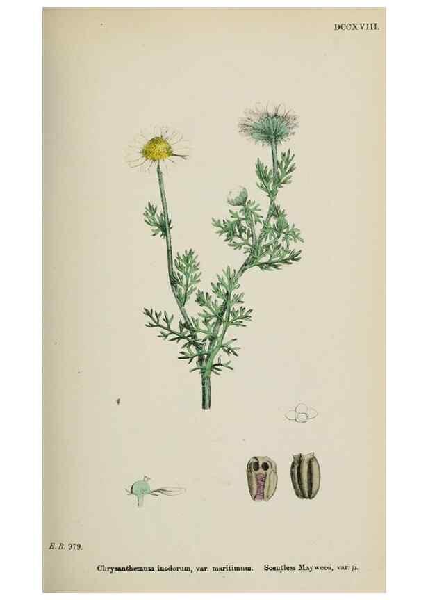 Reproducción/Reproduction 48717926412: English botany, or, Coloured figures of British plants /. London :R. Hardwicke,1863-1886.. 
