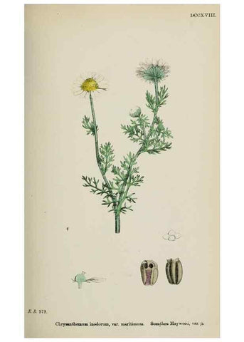 Reproducción/Reproduction 48717926412: English botany, or, Coloured figures of British plants /. London :R. Hardwicke,1863-1886.. 