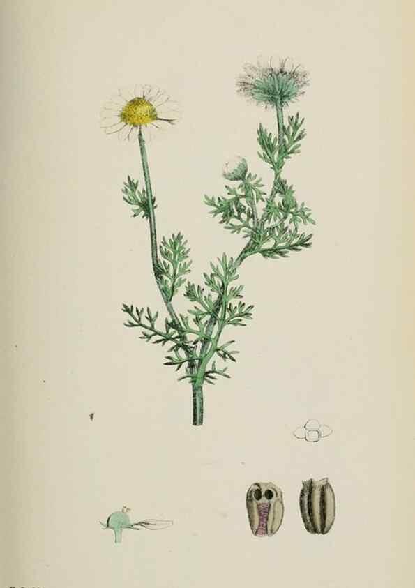 Reproducción/Reproduction 48717926412: English botany, or, Coloured figures of British plants /. London :R. Hardwicke,1863-1886.. 