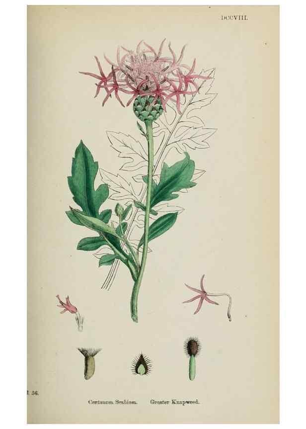 Reproducción/Reproduction 48717413863: English botany, or, Coloured figures of British plants /. London :R. Hardwicke,1863-1886.. 