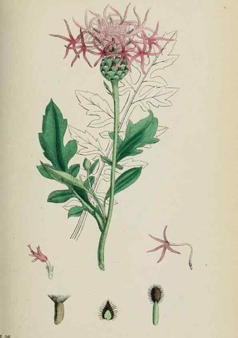 Reproducción/Reproduction 48717413863: English botany, or, Coloured figures of British plants /. London :R. Hardwicke,1863-1886.. 