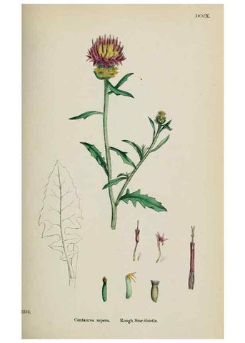 Reproducción/Reproduction 48717923207: English botany, or, Coloured figures of British plants /. London :R. Hardwicke,1863-1886.. 
