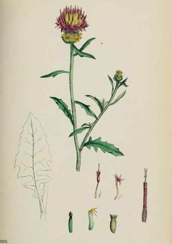 Reproducción/Reproduction 48717923207: English botany, or, Coloured figures of British plants /. London :R. Hardwicke,1863-1886.. 