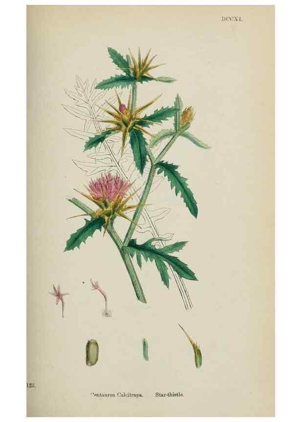 Reproducción/Reproduction 48717923867: English botany, or, Coloured figures of British plants /. London :R. Hardwicke,1863-1886.. 