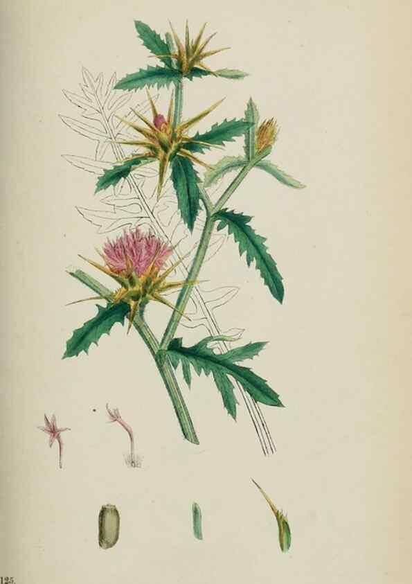 Reproducción/Reproduction 48717923867: English botany, or, Coloured figures of British plants /. London :R. Hardwicke,1863-1886.. 