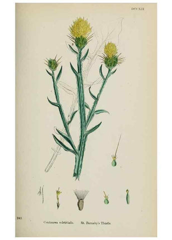 Reproducción/Reproduction 48717753261: English botany, or, Coloured figures of British plants /. London :R. Hardwicke,1863-1886.. 