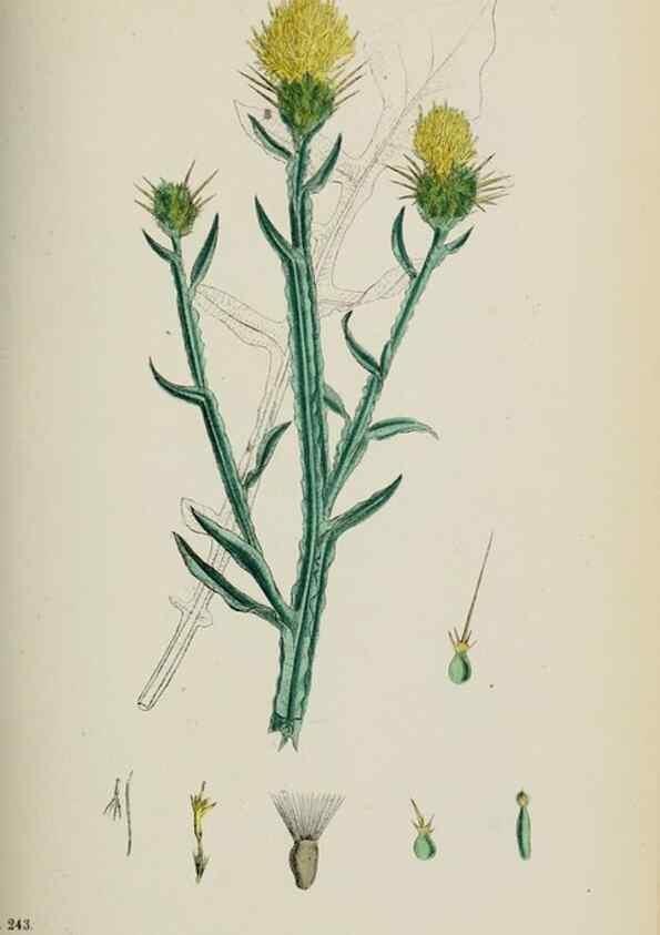 Reproducción/Reproduction 48717753261: English botany, or, Coloured figures of British plants /. London :R. Hardwicke,1863-1886.. 