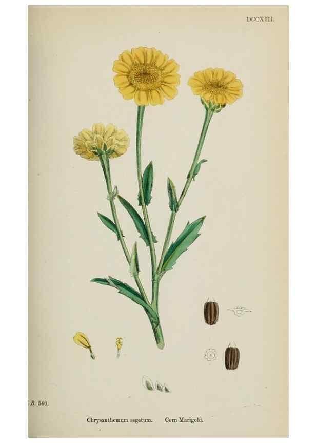 Reproducción/Reproduction 48717753481: English botany, or, Coloured figures of British plants /. London :R. Hardwicke,1863-1886.. 