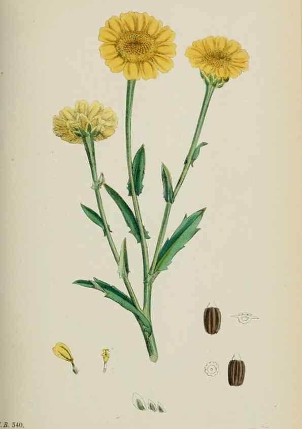 Reproducción/Reproduction 48717753481: English botany, or, Coloured figures of British plants /. London :R. Hardwicke,1863-1886.. 
