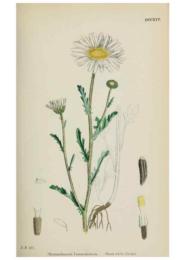 Reproducción/Reproduction 48717925087: English botany, or, Coloured figures of British plants /. London :R. Hardwicke,1863-1886.. 