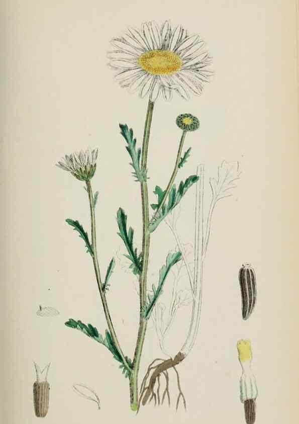 Reproducción/Reproduction 48717925087: English botany, or, Coloured figures of British plants /. London :R. Hardwicke,1863-1886.. 