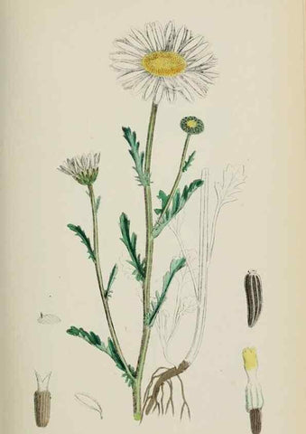 Reproducción/Reproduction 48717925087: English botany, or, Coloured figures of British plants /. London :R. Hardwicke,1863-1886.. 
