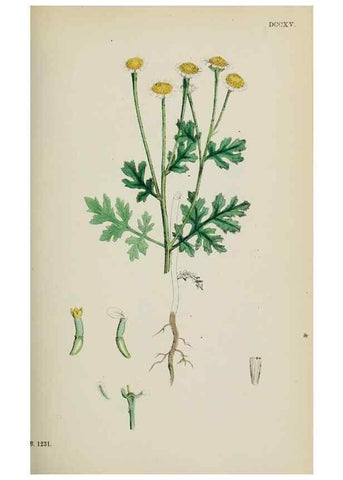 Reproducción/Reproduction 48717417008: English botany, or, Coloured figures of British plants /. London :R. Hardwicke,1863-1886.. 