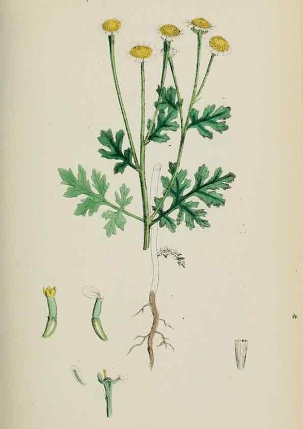 Reproducción/Reproduction 48717417008: English botany, or, Coloured figures of British plants /. London :R. Hardwicke,1863-1886.. 