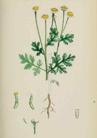 Reproducción/Reproduction 48717417008: English botany, or, Coloured figures of British plants /. London :R. Hardwicke,1863-1886.. 