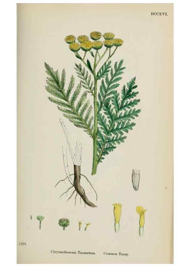 Reproducción/Reproduction 48717417558: English botany, or, Coloured figures of British plants /. London :R. Hardwicke,1863-1886.. 