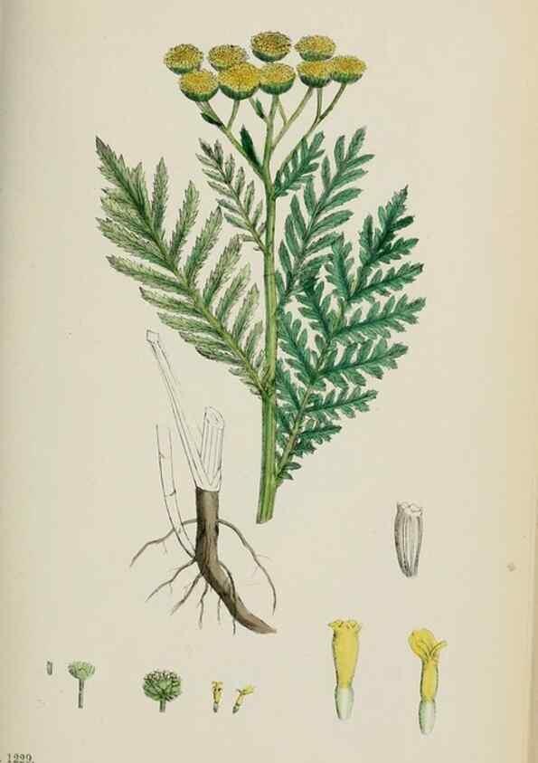 Reproducción/Reproduction 48717417558: English botany, or, Coloured figures of British plants /. London :R. Hardwicke,1863-1886.. 