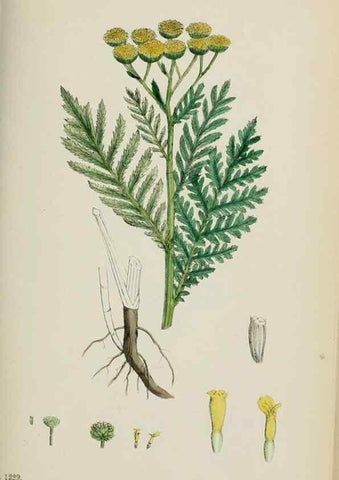 Reproducción/Reproduction 48717417558: English botany, or, Coloured figures of British plants /. London :R. Hardwicke,1863-1886.. 