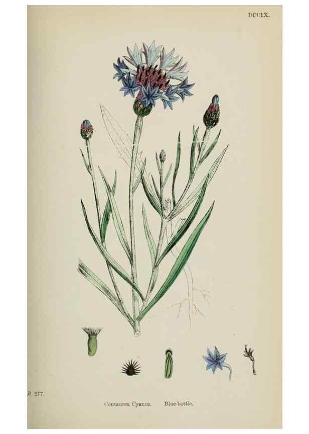 Reproducción/Reproduction 48717414608: English botany, or, Coloured figures of British plants /. London :R. Hardwicke,1863-1886.. 