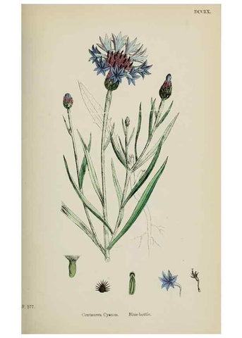 Reproducción/Reproduction 48717414608: English botany, or, Coloured figures of British plants /. London :R. Hardwicke,1863-1886.. 