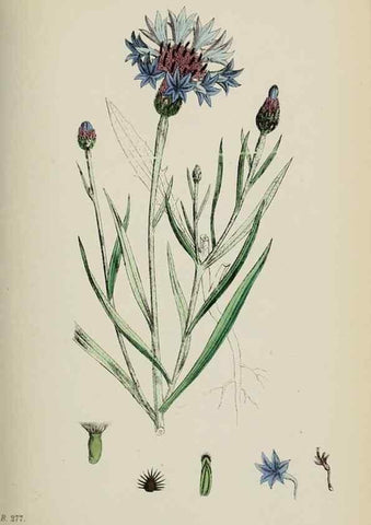 Reproducción/Reproduction 48717414608: English botany, or, Coloured figures of British plants /. London :R. Hardwicke,1863-1886.. 