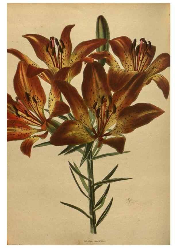 Reproducción/Reproduction 48754443997: The botanical cabinet. London :John & Arthur Arch ...,1817-1833.. 