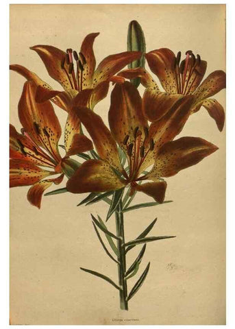 Reproducción/Reproduction 48754443997: The botanical cabinet. London :John & Arthur Arch ...,1817-1833.. 