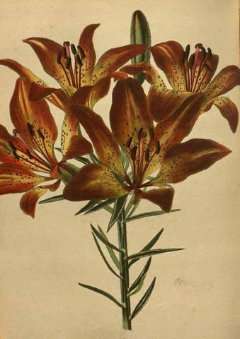 Reproducción/Reproduction 48754443997: The botanical cabinet. London :John & Arthur Arch ...,1817-1833.. 