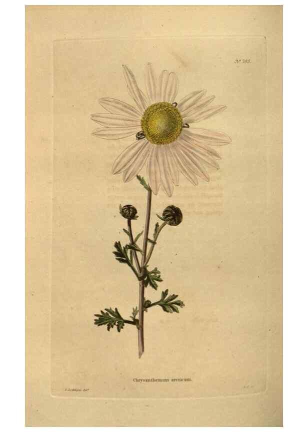 Reproducción/Reproduction 48754444247: The botanical cabinet. London :John & Arthur Arch ...,1817-1833.. 