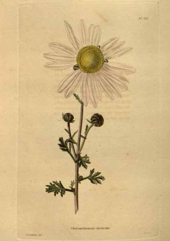 Reproducción/Reproduction 48754444247: The botanical cabinet. London :John & Arthur Arch ...,1817-1833.. 