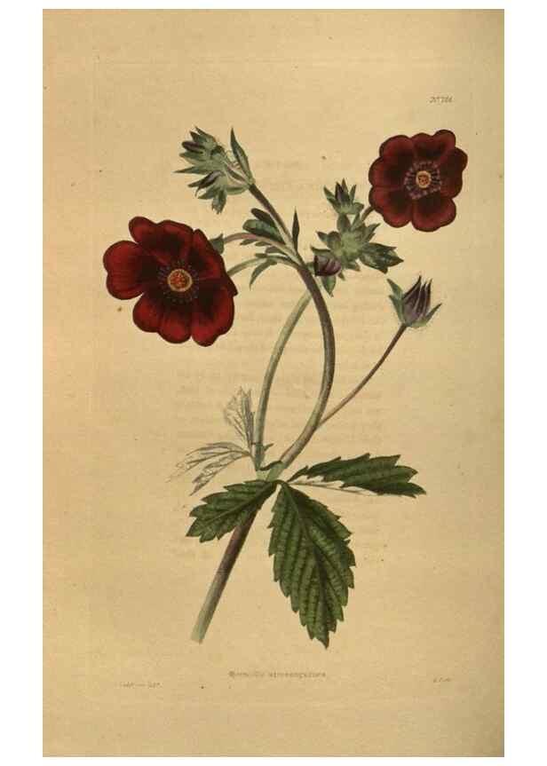 Reproducción/Reproduction 48753929213: The botanical cabinet. London :John & Arthur Arch ...,1817-1833.. 