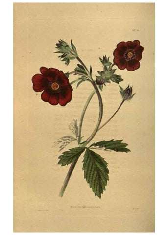 Reproducción/Reproduction 48753929213: The botanical cabinet. London :John & Arthur Arch ...,1817-1833.. 