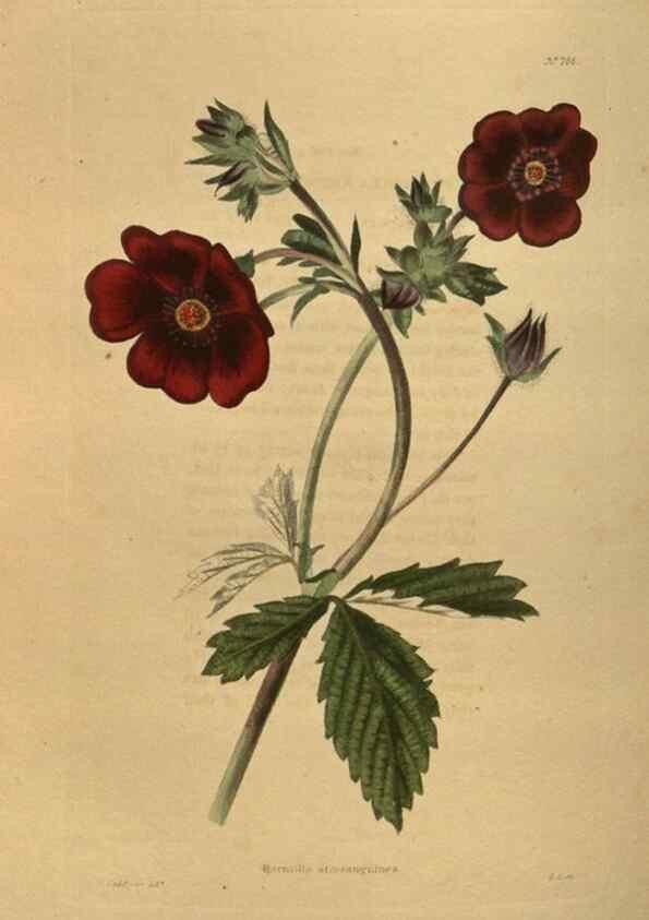 Reproducción/Reproduction 48753929213: The botanical cabinet. London :John & Arthur Arch ...,1817-1833.. 