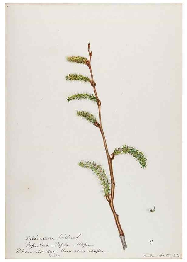 Reproducción/Reproduction 48787851286: [Water-color sketches of plants of North America and Europe]. . 