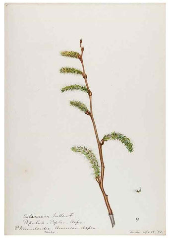 Reproducción/Reproduction 48787851286: [Water-color sketches of plants of North America and Europe]. . 