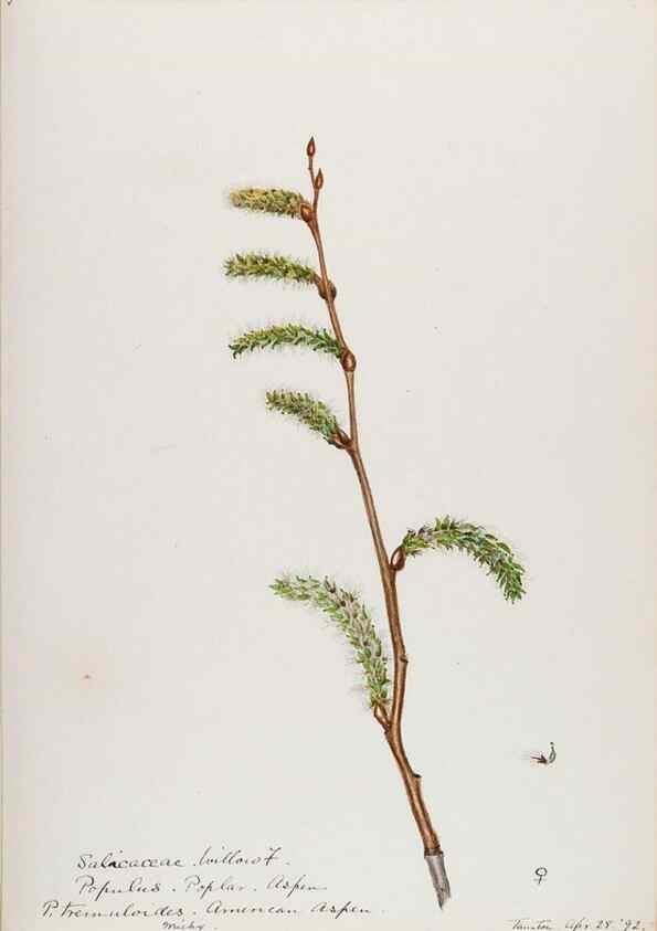 Reproducción/Reproduction 48787851286: [Water-color sketches of plants of North America and Europe]. . 