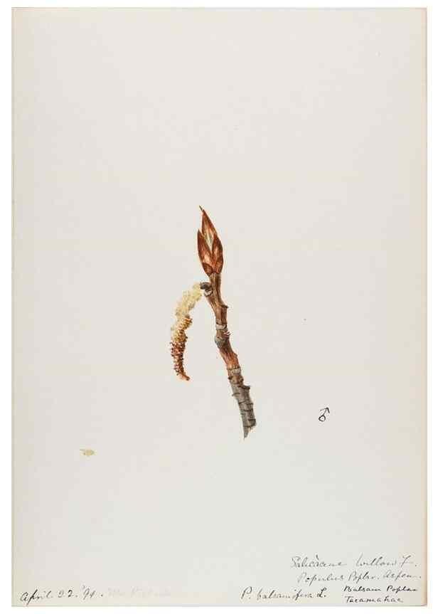 Reproducción/Reproduction 48787490818: [Water-color sketches of plants of North America and Europe]. . 