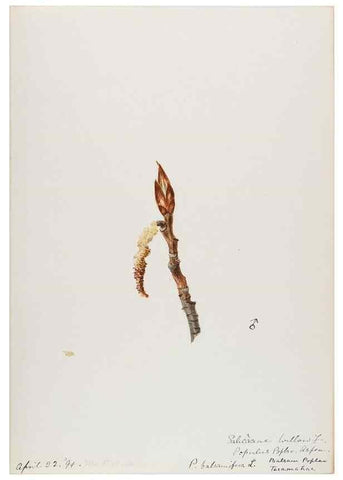 Reproducción/Reproduction 48787490818: [Water-color sketches of plants of North America and Europe]. . 