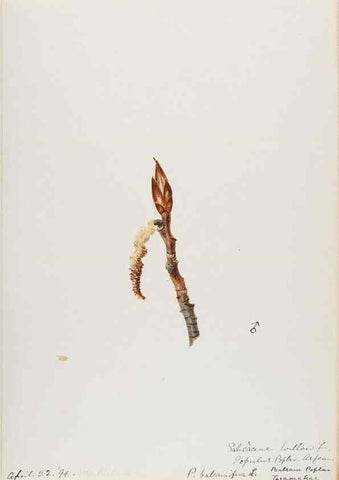 Reproducción/Reproduction 48787490818: [Water-color sketches of plants of North America and Europe]. . 