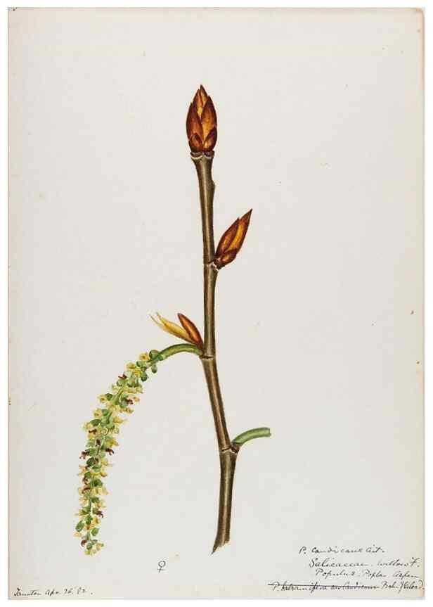 Reproducción/Reproduction 48787851906: [Water-color sketches of plants of North America and Europe]. . 
